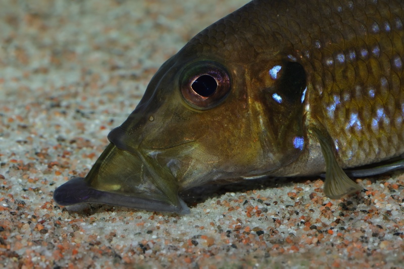 Gnathochromis permaxillaris 'Chituta Bay'